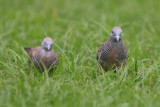 Zebra Dove