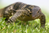 Monitor Lizard