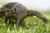 Monitor Lizard