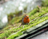 robin red breast