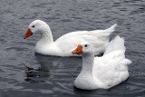 A Pair of Geese