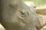 White Rhino