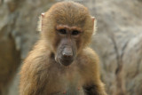 Baboon