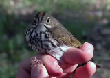Ovenbird