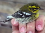 Townsends Warbler