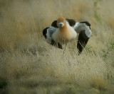 American Avocet