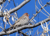 House Finch