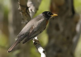 American Robin