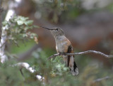 Broad-tailed Hummingbird