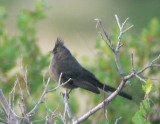 Phainopepla