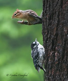 Hairy kid and Chipmunk encounter (painted)