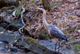 Great Blue Heron brook