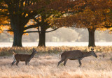 Red Deer Hinds