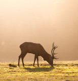 Backlit Red Deer Stag