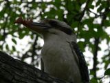 BIRD LIFE AT CAMP