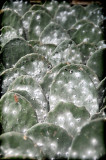 cochineal