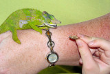 Fischer's Chameleon - Bradypodion fischeri