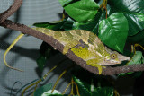 Fischer's Chameleon - Bradypodion fischeri