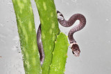Brownsnake