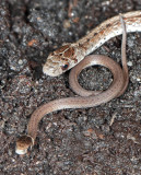 Brownsnake mother and young at two weeks