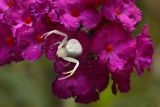 Crab Spider on Butterfly Bush