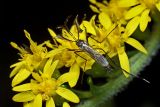 Male Mosquito - Psorophora ferox