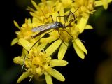 Male Mosquito - Psorophora ferox