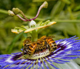 Three Honeybees on Passiflora