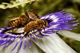 Honeybees on Passiflora