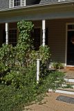 Morning Glories and Passionflower on porch