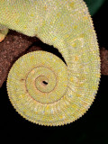 Graceful Chameleon (Chamaeleo gracilis)