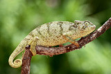 Graceful Chameleon (Chamaeleo gracilis)