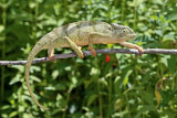 Graceful Chameleon (Chamaeleo gracilis)