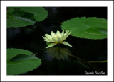 Water Lily2.