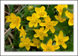 Marsh Marigold  (Caltha Palustris)