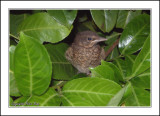 Baby Blackbird.