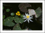 Water Lilies