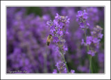 Lavender Bee.