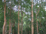 Eucalyptus Grove