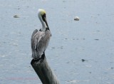 Pelicano em Isla Mujeres