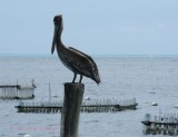 Pelicano em Isla Mujeres ( outro )