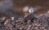 Snow Bunting