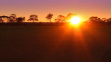 Fields of Gold