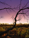 Treescape