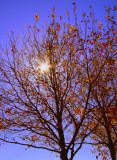 Winter sun.jpg