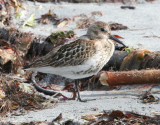 Dunlin