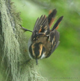 Thorn-tailed Rayadito
