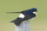 Chilean Swallow