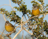 Patagonian Sierra-Finch