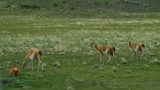 Guanaco